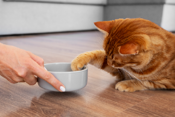 Gato comiendo de un comedero amplio que evita el roce de sus bigotes con los bordes.